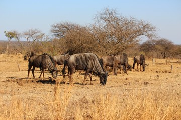 Gnuherde in Afrika