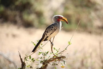 Vogel in Afrika