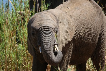 Junger Elefant in S&uuml;dafrika