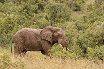 Naklejka na ściany i meble Magnificent African elephant bull moving through the lush vegetation in search of food