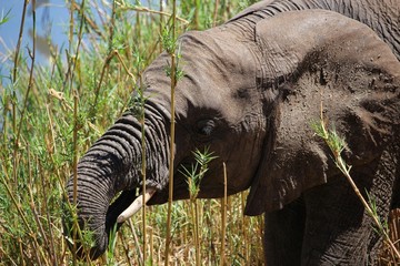 Junger Elefant in S&uuml;dafrika