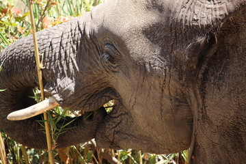 Elefant in S&uuml;dafrika
