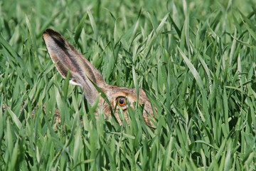 Hase im Gras