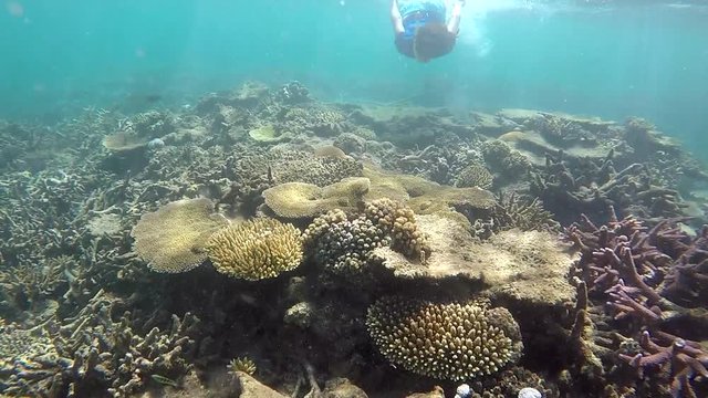 FJ 145 Woman snorkeling underwater over a coral reef in Fiji
