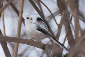 Long-tailed tit sitting on branch, side view. Very nice and cute furry little bird with wite body and dark wings. Bird in wildlife.