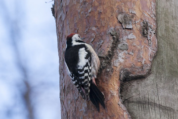 Middle spotted woodpecker on old pine tree. Back view. Rare colorful bird climbing on bark. Bird in wildlife.