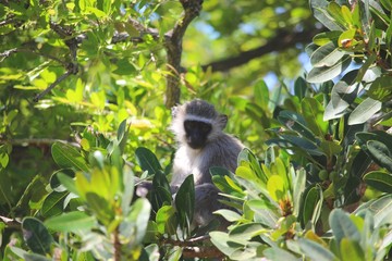 Vervet Affe in S&uuml;dafrika