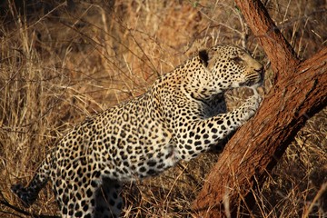 Fototapeta na wymiar Leopard in Südafrika