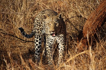 Leopard in Südafrika