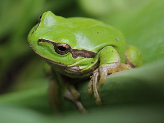 Laubfrosch
