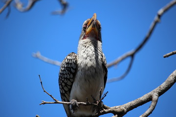 Südafrikanischer Vogel