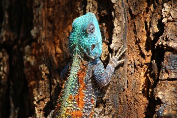 Echse in S&uuml;dafrika