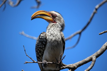 Südafrikanischer Vogel