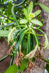 fleur de vanille Bourbon