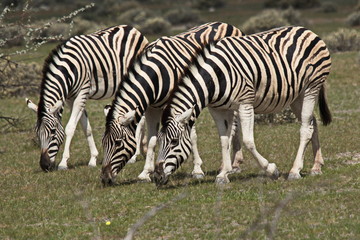Fototapeta na wymiar Drei Zebras