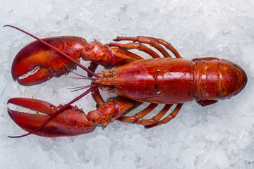 lobster on ice