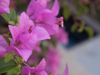 Paper flower or Bougainvillea macro mode.