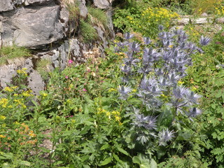 Blumen