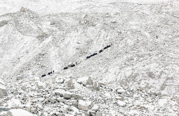 Yak caravan on the trek after a snowfall - Everest region, Nepal