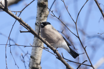 Female bullfinch sitting on branch under blue sky, front view. Very beautiful red bird with black hat, symbol of winter, Christmas and New Year.  Bird in wildlife.