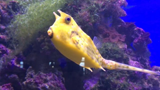 fish swimming in aquarium. yellow fish in the aquarium, on the background of corals