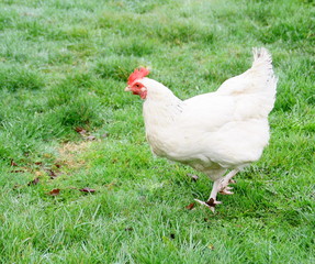 poule blanche dans l'herbe ,en liberté,en plein air