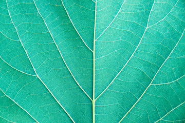 Obraz premium Close up leaf detail (Emerald tone filter style)