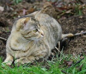 chat européen en observation,aux aguets dans le jardin