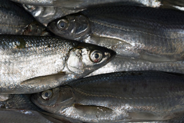 sardine 4722