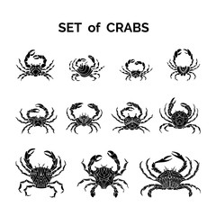 Set of vector crab icons. © Maljuk
