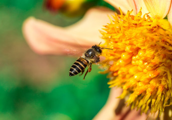 bee