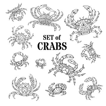 Vector set of various doodles crabs isolated on white background.