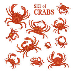 Vector set of hand-drawn crabs.