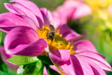 bee