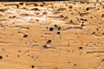 Holzwürmer zerfressen den Dielenboden im Wohnzimmer