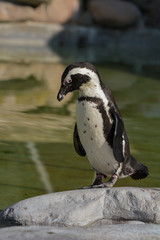 Brillenpinguin