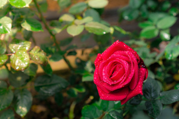 rose