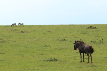 Fototapeta premium Back of Wildbeest (gnu) at meal in Kenya