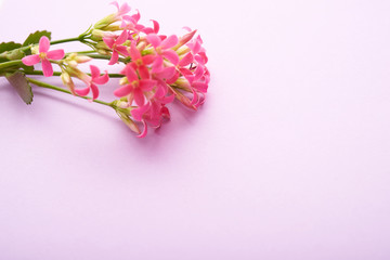 bouquet of pale pink flowers as a background