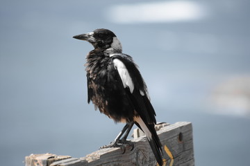 Magestic magpie 