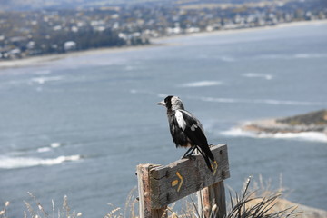 Fototapeta premium ocien view magpie 