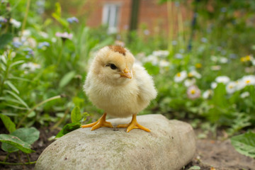 little chicken on the rock