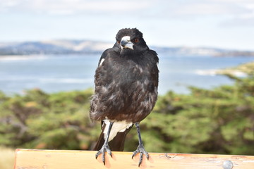 Angry bird 
