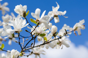 beautiful white magnolia blossoms