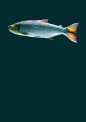fish isolated on colored background
