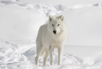 Photo sur Plexiglas Loup Un loup arctique solitaire (Canis lupus arctos) isolé sur fond blanc dans la neige d& 39 hiver au Canada