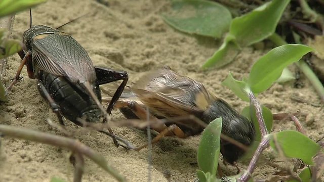 Macro pictures of crikets