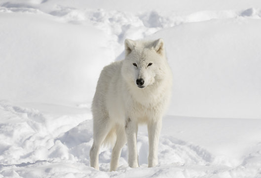 A lone arctic wolf (Canis lupus arctos) isolated on a white background in the winter snow in Canada