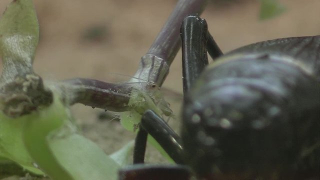 nymph. Babies cricket
