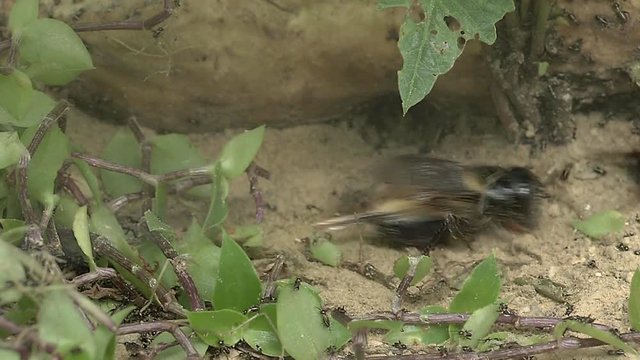 Crickets fighting in the field